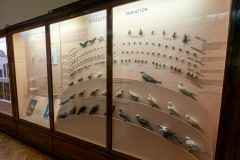 Case 67-68 Variation (in Nature) (combined) Case 67-68 Variation (in Nature) (combined)