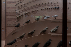 Case 67-68 Variation (in Nature) (left panel) Case 67-68 Variation (in Nature) (left panel)