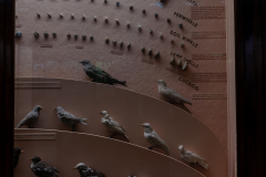 Case 67-68 Variation (in Nature) (right panel) Case 67-68 Variation (in Nature) (right panel)