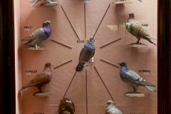 Case 69 Domestication 1 Pigeons Case 69 Domestication 1 Pigeons