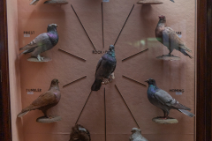 Case 69 Domestication 1 Pigeons Case 69 Domestication 1 Pigeons