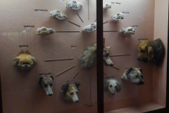 Case 70-71 Domestication 2 Dogs Case 70-71 Domestication 2 Dogs