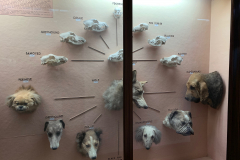 70-71 Domestication 2 Dogs 70-71 Domestication 2 Dogs