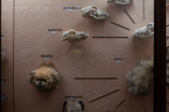 Case 70-71 Domestication 2 Dogs (left panel) Case 70-71 Domestication 2 Dogs (left panel)