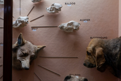 Case 70-71 Domestication 2 Dogs (right panel) Case 70-71 Domestication 2 Dogs (right panel)
