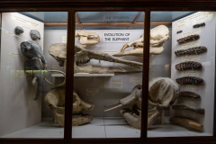 Case 79-81 Evolution of the Elephant Case 79-81 Evolution of the Elephant