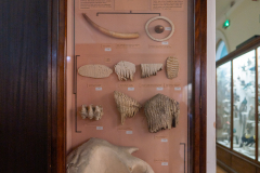 Case 82 Structure of Elephant Teeth Case 82 Structure of Elephant Teeth