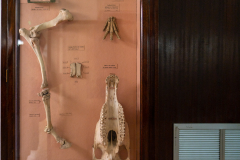 Case 83 Equus variety Case 83 Equus variety