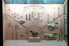 Case 84-86 Evolution of the Horse Case 84-86 Evolution of the Horse