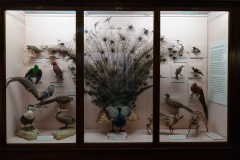 Case 87-89 Sexual Selection 2 Case 87-89 Sexual Selection 2