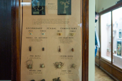 90 Sexual Selection 1 Primary Sexual Characters and Secondary Sexual Characters 90 Sexual Selection 1 Primary Sexual Characters and Secondary Sexual Characters