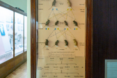 Case 91 Heredity Mendelism Case 91 Heredity Mendelism