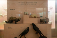 Case H Classification Case H Classification