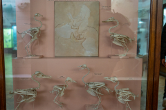 Case I Structure 3A - Skeletons (birds) Case I Structure 3A - Skeletons (birds)