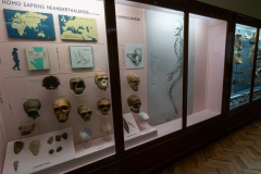 Evolution of Man Exhibit (cases 74ef) Evolution of Man Exhibit (cases 74ef)