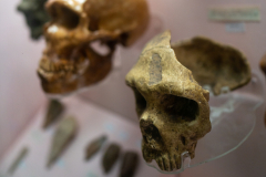 Evolution of Man exhibit in Natural History Gallery, Horniman Museum, London, UK