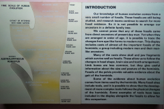 Introduction to Evolution of Man exhibit Introduction to Evolution of Man exhibit