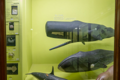 Case 12 Case 12