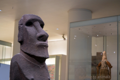 Statue from Rapa Nui (Easter Island) in the British Museum, Hoa Hakananai’a (or Stolen Friend)