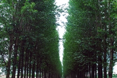 Marker for original Piltdown Excavation site - This is Barkham Lane