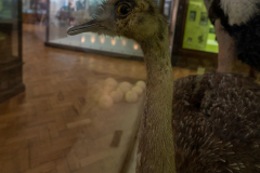darwins-rhea-ostrich-survey-birds-natural-history-gallery-horniman-museum_SNY7818 darwins-rhea-ostrich-survey-birds-natural-history-gallery-horniman-museum_SNY7818