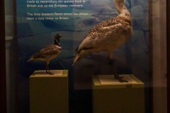 Great Bustard and little bustard Great Bustard and little bustard