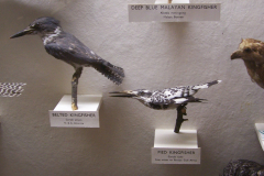 Kingfishers Kingfishers