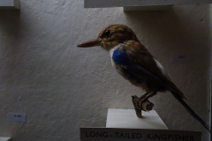 Kingfisher Kingfisher