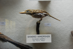 Banded Kingfisher Banded Kingfisher