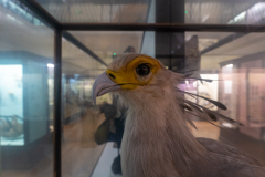 Secretary Bird Secretary Bird