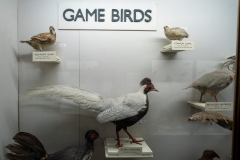 Game Birds Game Birds