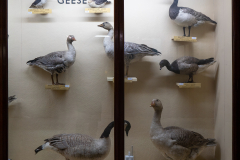 Geese Geese
