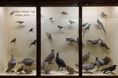 Birds from the Himalayas 1 Birds from the Himalayas 1