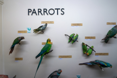 Parrots Parrots
