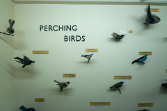 Perching Birds Perching Birds