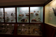 Survey of Animals exhibit in Natural History Gallery (balcony) in Horniman Museum, Forest Hill, London, UK