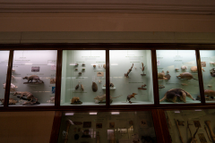 Survey of Animals exhibit in Natural History Gallery (balcony) in Horniman Museum, Forest Hill, London, UK