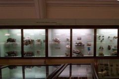 Survey of Animals exhibit in Natural History Gallery (balcony) in Horniman Museum, Forest Hill, London, UK
