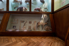 Survey of Animals exhibit in Natural History Gallery (balcony) in Horniman Museum, Forest Hill, London, UK