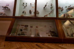 Survey of Animals exhibit in Natural History Gallery (balcony) in Horniman Museum, Forest Hill, London, UK