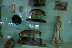 Survey of Animals exhibit in Natural History Gallery (balcony) in Horniman Museum, Forest Hill, London, UK Survey of Animals exhibit in Natural History Gallery (balcony) in Horniman Museum, Forest Hill, London, UK