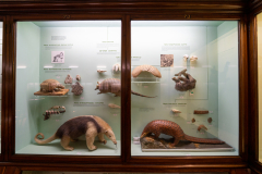 Survey of Animals exhibit in Natural History Gallery (balcony) in Horniman Museum, Forest Hill, London, UK