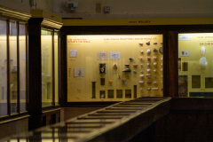 Survey of Animals exhibit in Natural History Gallery (balcony) in Horniman Museum, Forest Hill, London, UK Survey of Animals exhibit in Natural History Gallery (balcony) in Horniman Museum, Forest Hill, London, UK