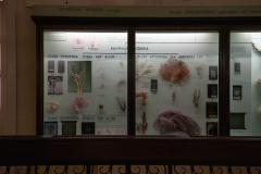 Survey of Animals exhibit in Natural History Gallery (balcony) in Horniman Museum, Forest Hill, London, UK Survey of Animals exhibit in Natural History Gallery (balcony) in Horniman Museum, Forest Hill, London, UK