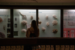 Survey of Animals exhibit in Natural History Gallery (balcony) in Horniman Museum, Forest Hill, London, UK Survey of Animals exhibit in Natural History Gallery (balcony) in Horniman Museum, Forest Hill, London, UK