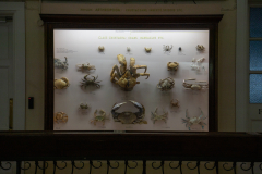 Survey of Animals exhibit in Natural History Gallery (balcony) in Horniman Museum, Forest Hill, London, UK Survey of Animals exhibit in Natural History Gallery (balcony) in Horniman Museum, Forest Hill, London, UK