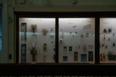 Survey of Animals exhibit in Natural History Gallery (balcony) in Horniman Museum, Forest Hill, London, UK Survey of Animals exhibit in Natural History Gallery (balcony) in Horniman Museum, Forest Hill, London, UK