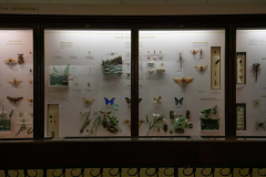 Survey of Animals exhibit in Natural History Gallery (balcony) in Horniman Museum, Forest Hill, London, UK Survey of Animals exhibit in Natural History Gallery (balcony) in Horniman Museum, Forest Hill, London, UK