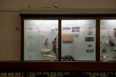 Survey of Animals exhibit in Natural History Gallery (balcony) in Horniman Museum, Forest Hill, London, UK Survey of Animals exhibit in Natural History Gallery (balcony) in Horniman Museum, Forest Hill, London, UK