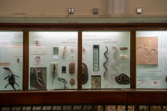 Survey of Animals exhibit in Natural History Gallery (balcony) in Horniman Museum, Forest Hill, London, UK Survey of Animals exhibit in Natural History Gallery (balcony) in Horniman Museum, Forest Hill, London, UK